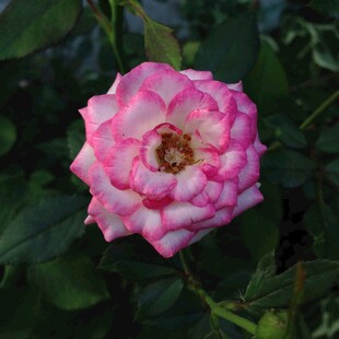 娇艳双色月季花