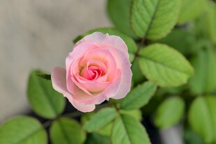 粉色月季花