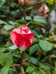 月季花