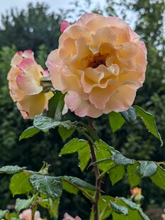月季花绽放于绿叶间