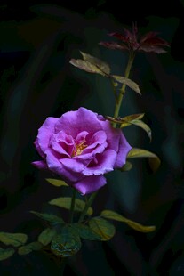 娇艳月季花绽放