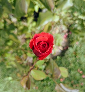 月季花
