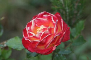 娇艳双色月季花