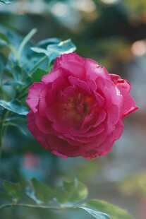 月季花