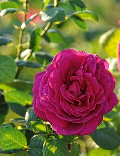 娇艳玫红色月季花