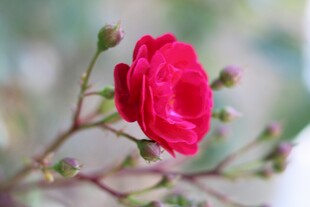 月季花