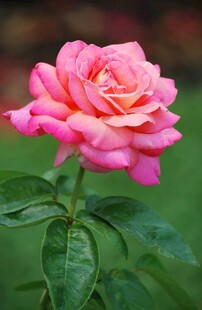 娇艳粉色月季花