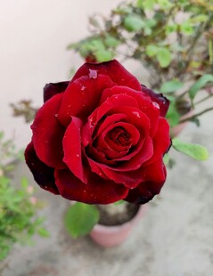 月季花