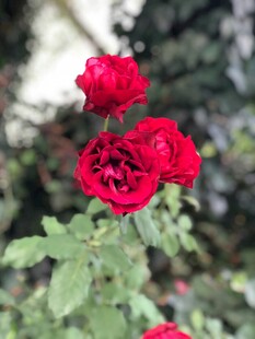 红月季花