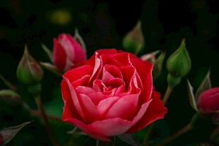 娇艳月季花