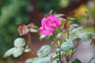 月季花