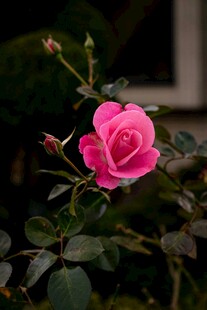 月季花