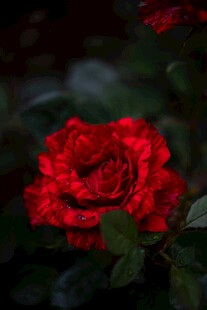 娇艳月季花