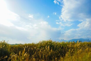蓝天白云下的广袤草地