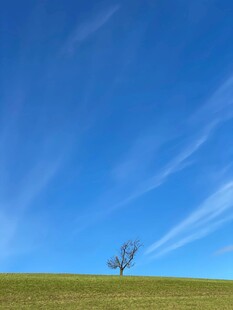 旷野孤树