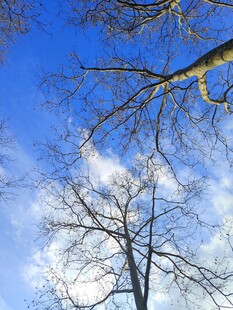 蓝天枯枝