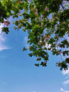 蓝天绿叶间的清新景致