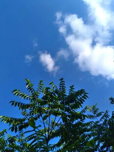 蓝天绿树间的清新景致