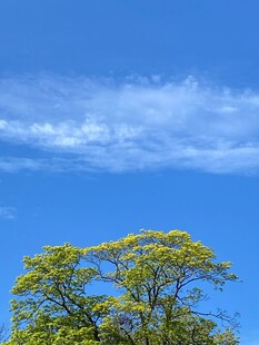 蓝天绿树美景