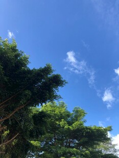 蓝天绿树间的清新景致