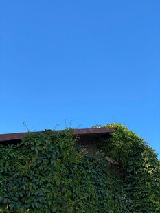 爬满绿植的屋顶一角