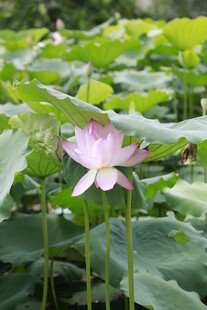 绽放的粉色荷花与荷叶
