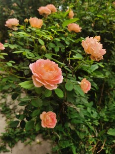 粉色月季花绽放于绿叶间