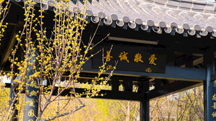 古亭旁绽放的金黄花枝