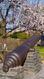 樱花树下的古老青铜大炮