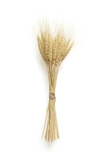 一束金黄麦穗