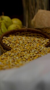 金黄饱满小米