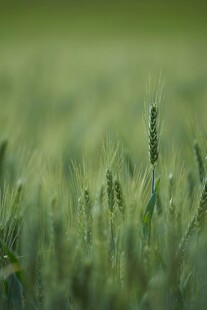 麦田中的一株麦穗