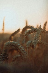 夕阳下的麦穗