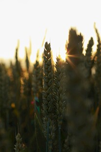 夕阳下的麦穗