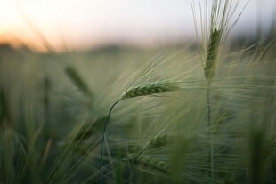 夕阳下的麦穗