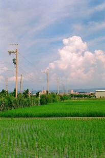 田园风光中的电线杆与绿野
