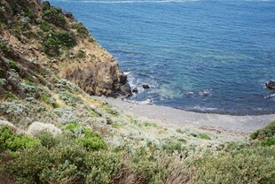 海岸边的绿植与蓝色大海