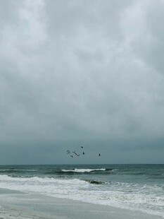 海边飞鸟与翻涌海浪