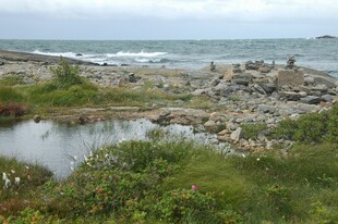 海边湿地景观
