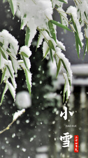 雪覆青枝 小雪时节景致
