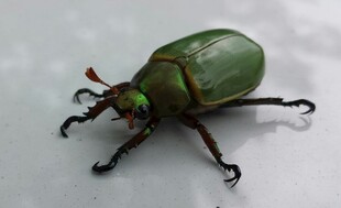 绿色甲虫特写