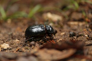黑色甲虫于地面爬行