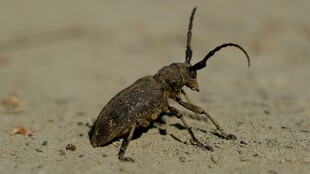长角甲虫特写