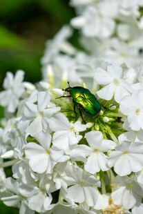 绿甲虫栖于白色繁花间