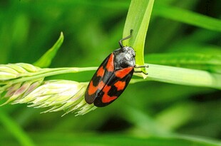 红黑斑点甲虫栖于绿草间