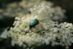 绿甲虫栖于白色繁花上