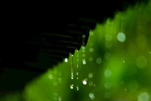绿叶上晶莹的水珠