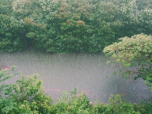 雨中树林景观