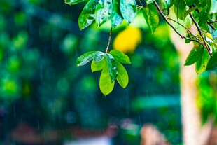 雨后翠绿树叶特写