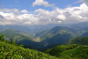 青山云海间的翠绿茶园